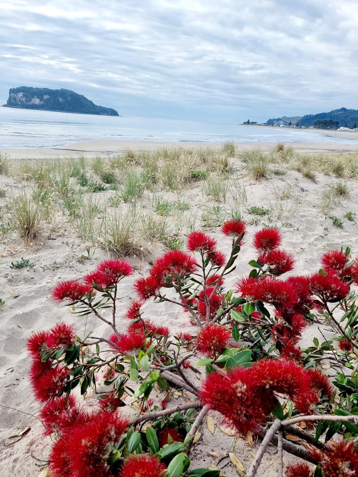 Southpacific Motel Whangamata Dış mekan fotoğraf
